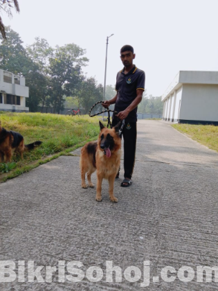 German shepherd